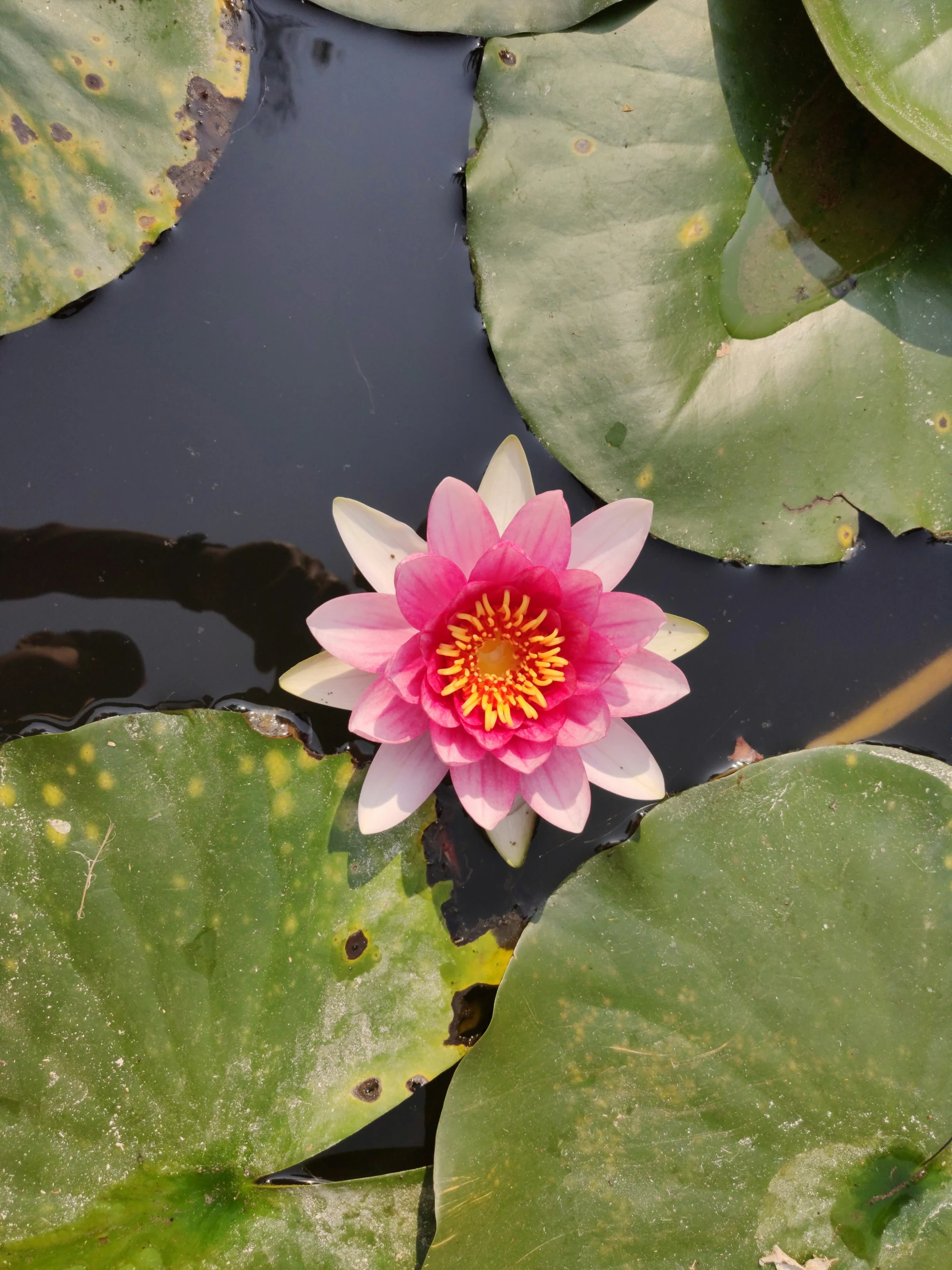 a large flower sitting on top of water lilies