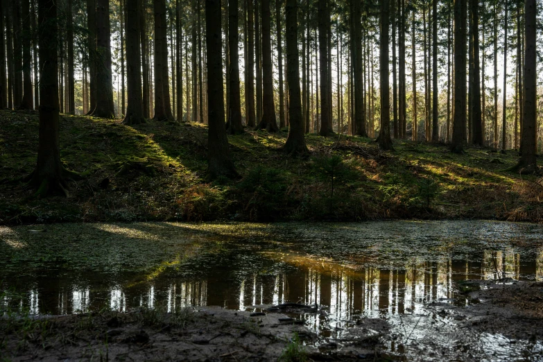 a po of trees in the forest with water