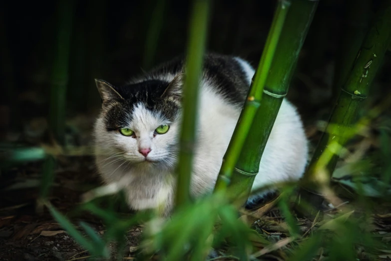 a cat sitting on the ground next to some bamboo sticks