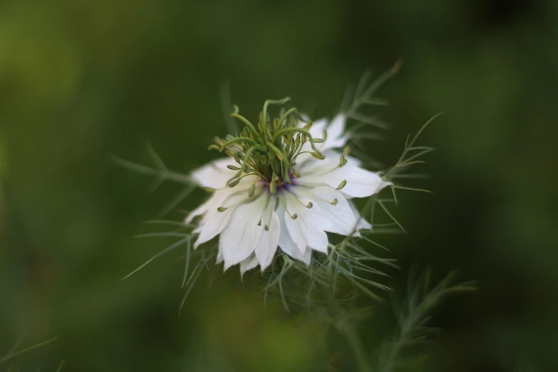 a single white flower in the middle of the grass