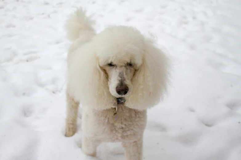 a poodle standing in the snow looking up