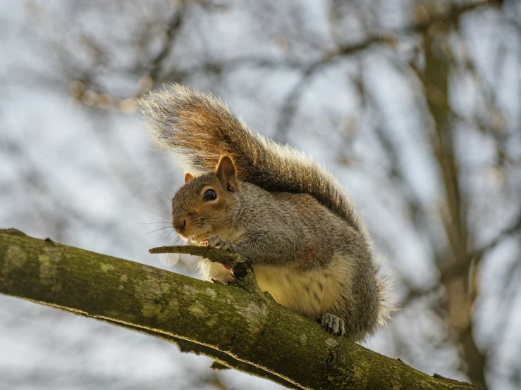 a squirrel sitting on the tree nch with an almost too small tail