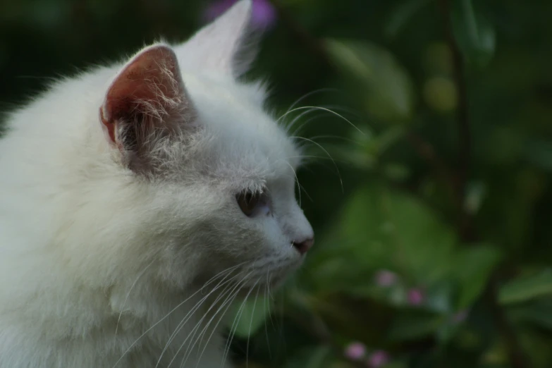 a white cat looking at soing around it
