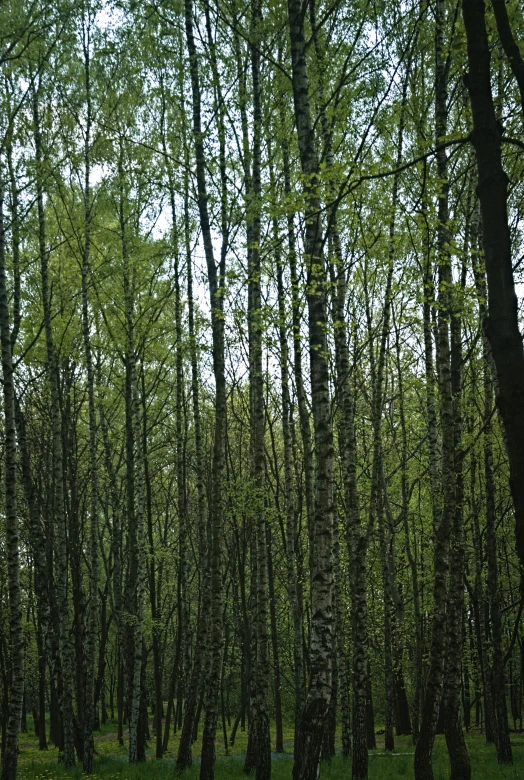 a number of trees in a wooded area