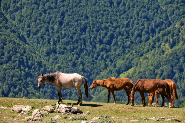 horses stand together in the middle of a grassy field