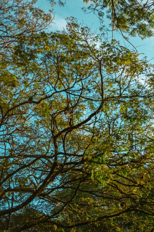 trees are against a blue sky in the woods