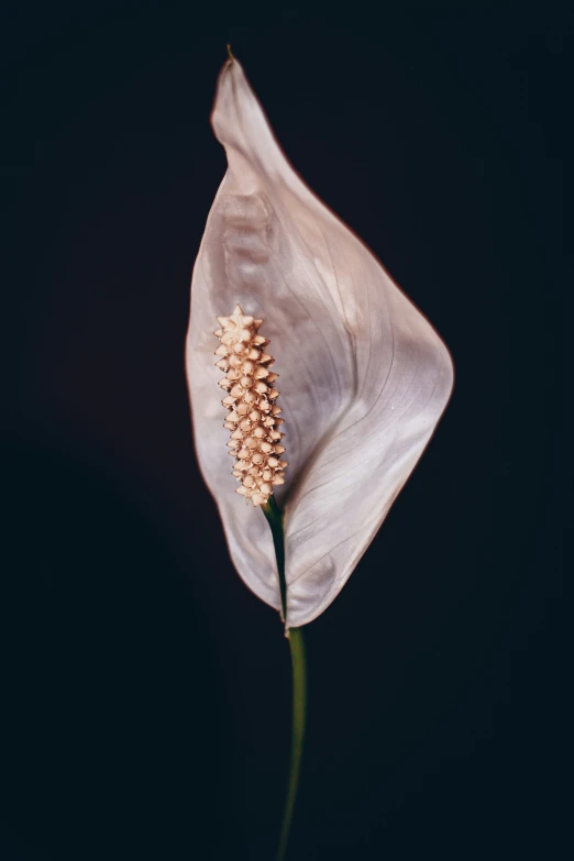 a white flower with the stems out and a black background