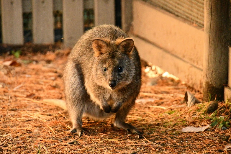 an animal walking in front of a fence