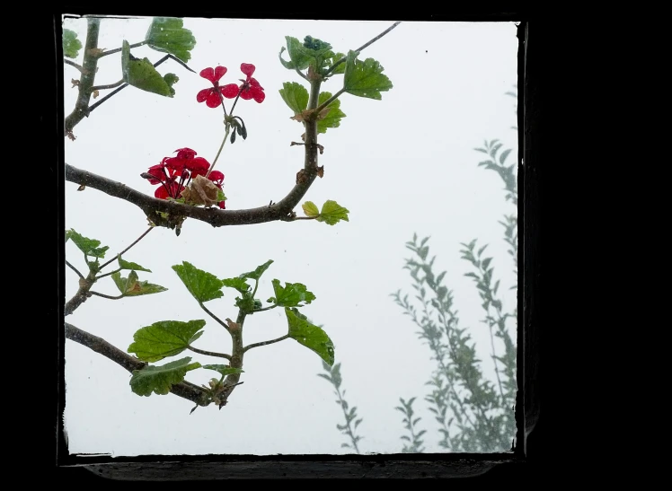 small red flowers that are sitting on a tree nch