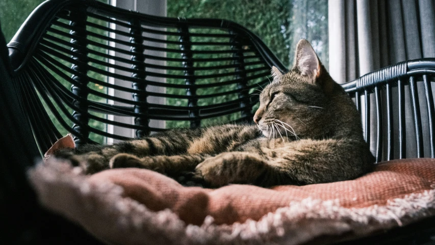 the cat is laying on the chair in the sunlight