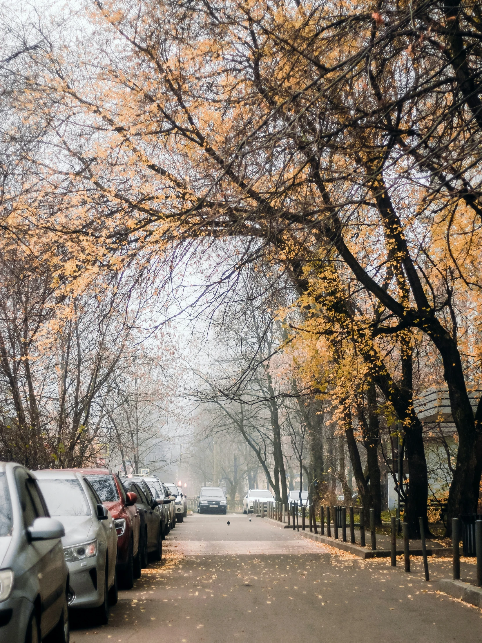 cars are parked along the side of a road near trees in autumn