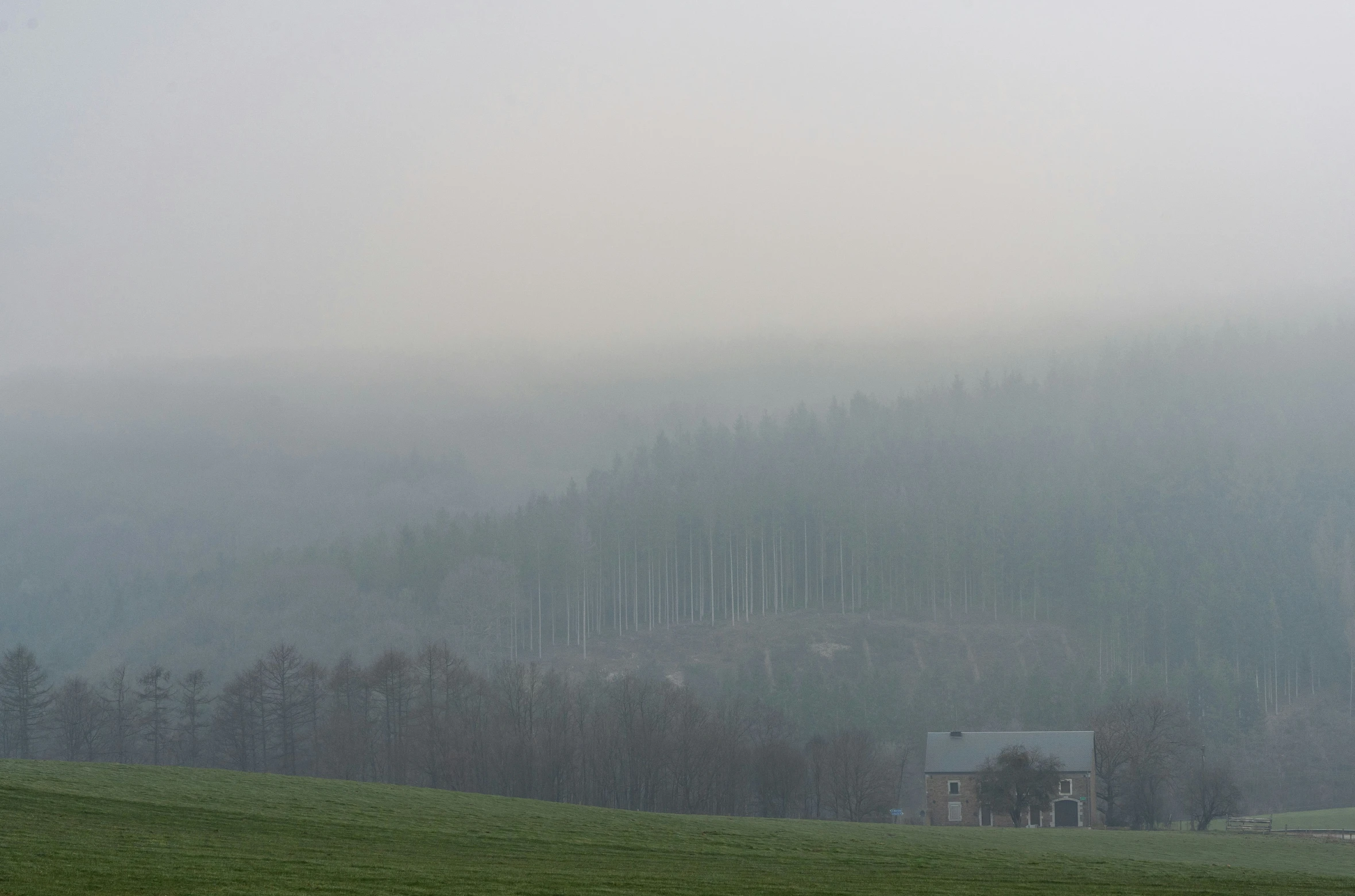 sheep grazing in an open field on a foggy day