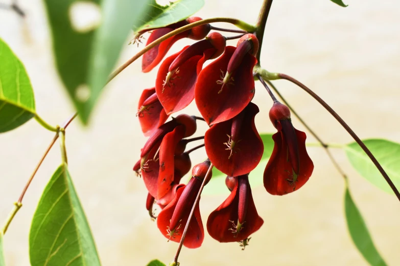 there is a bunch of flowers hanging in a tree