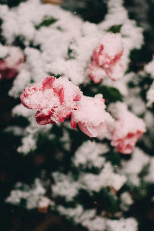 a snow covered bush with pink flowers in the middle