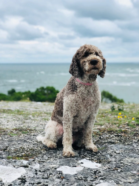 small dog sitting on rocky area by water