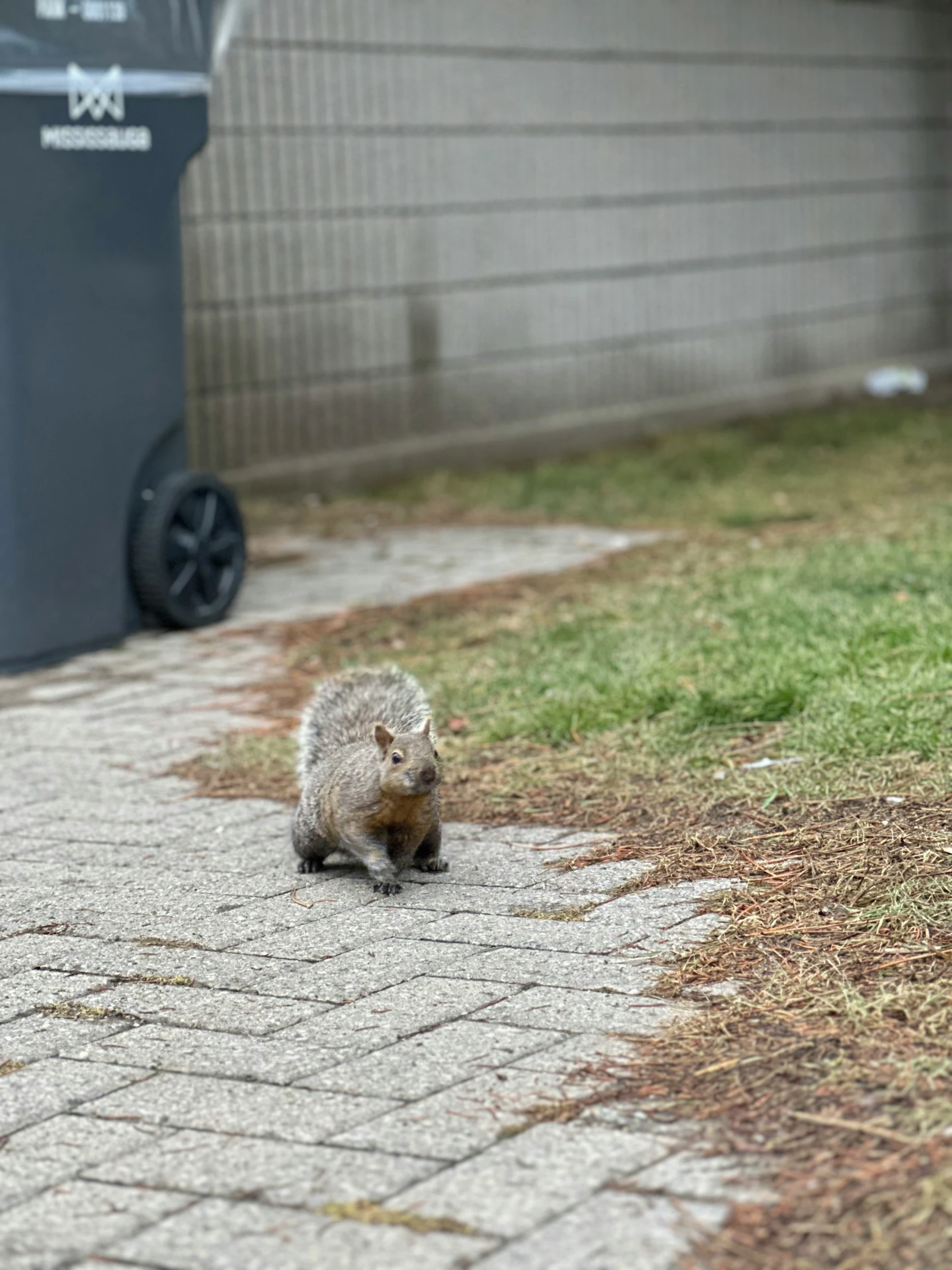 a squirrel running on the ground towards a trash can