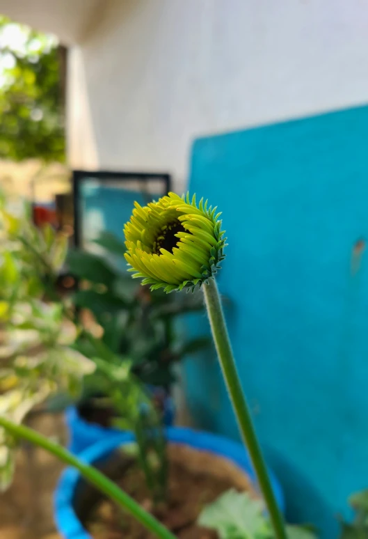 yellow flower with green leaves sitting in a pot