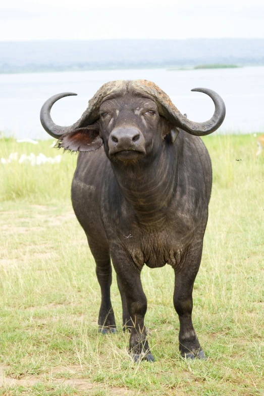 an animal with large horns on it standing in a field