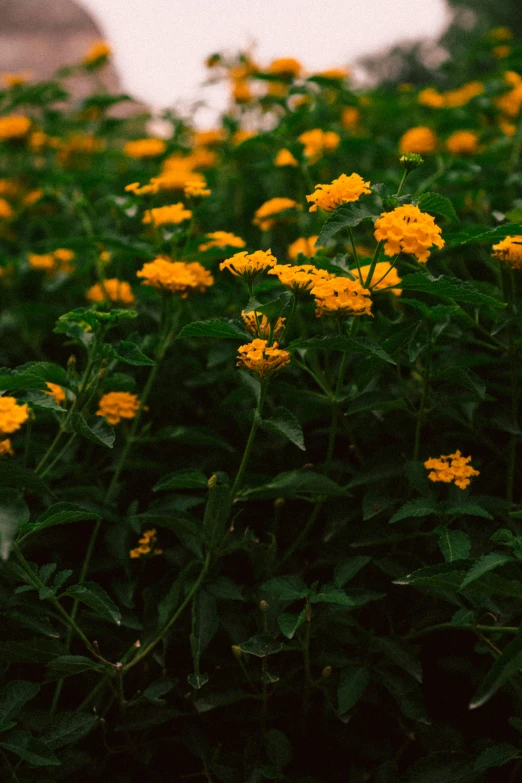 bright yellow flowers are growing in an open field