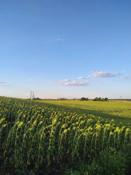 a large field of grass is shown from the ground