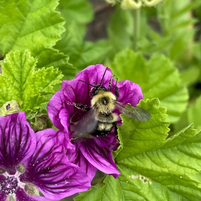 a bee inside a purple flower in a field