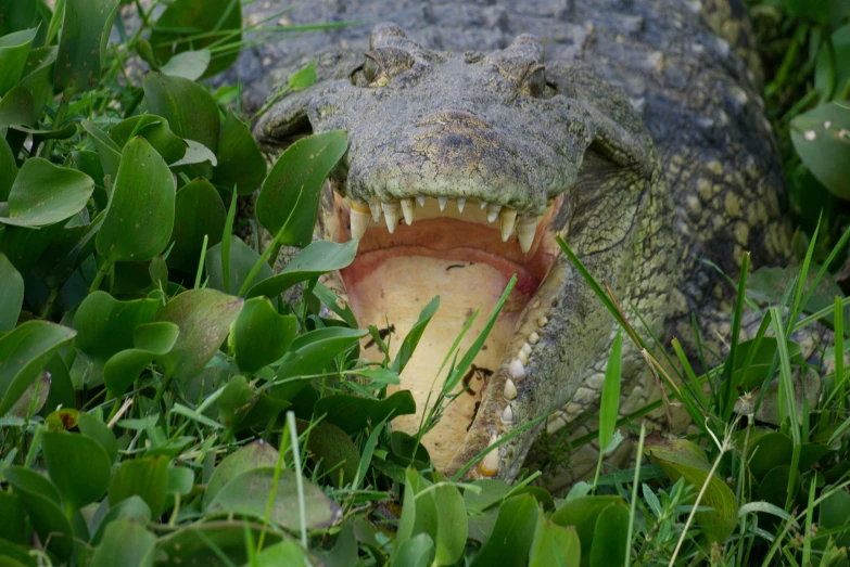 an alligator's mouth has an acorn on the grass