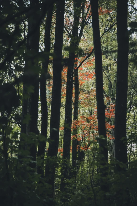 several trees with leaves are shown in a forest