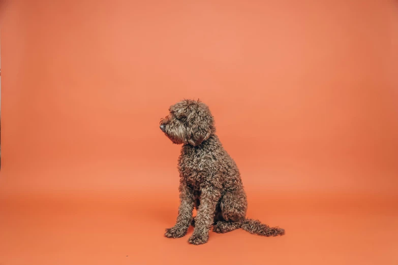 a dog that is sitting down on an orange background
