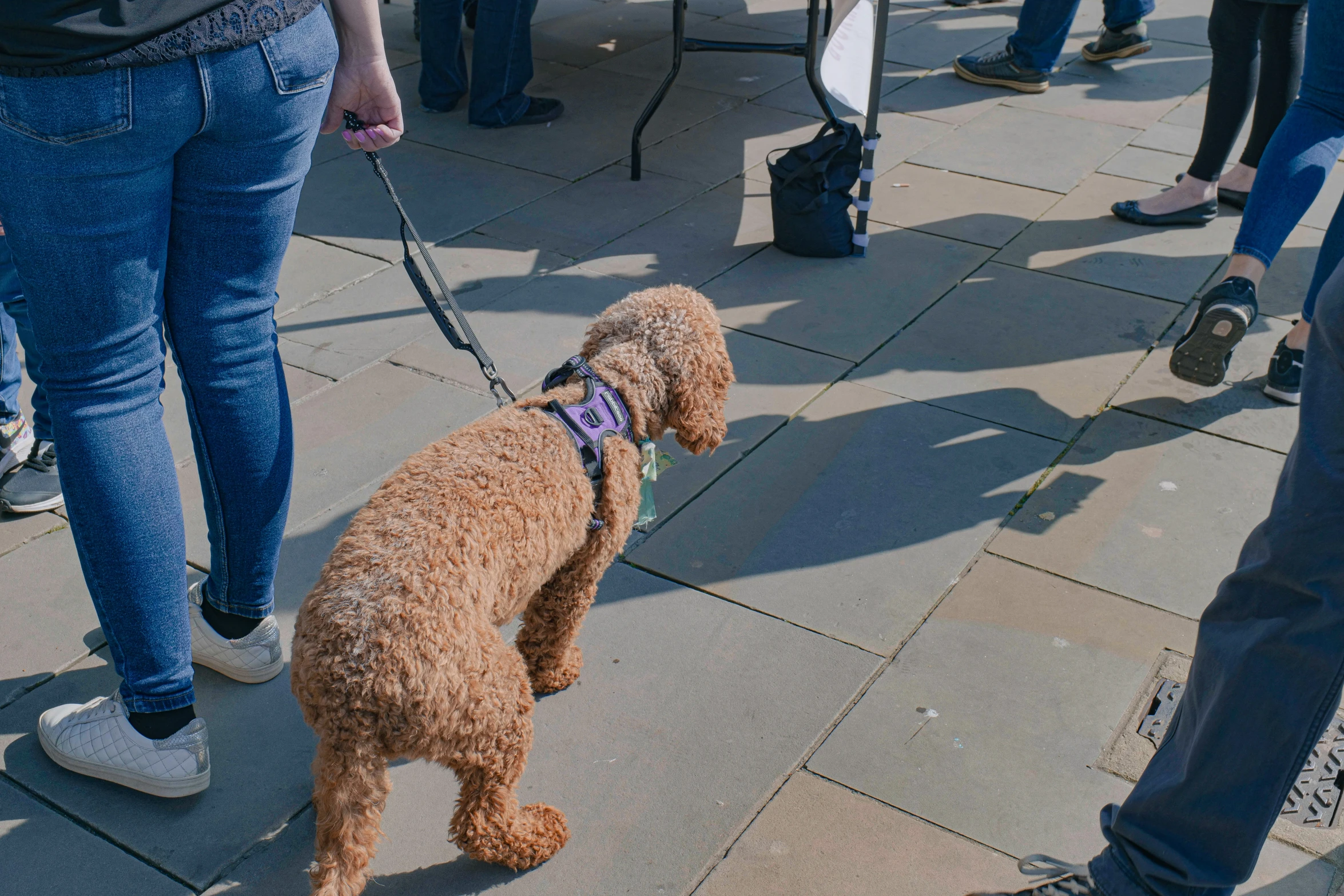 a dog is on the leash of a person