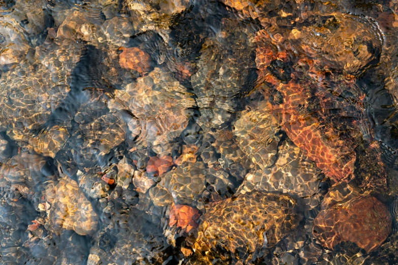 a close up view of rocks and plants from above