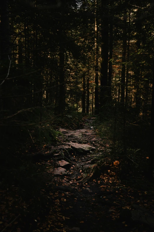 the dark woods and path is illuminated by bright light