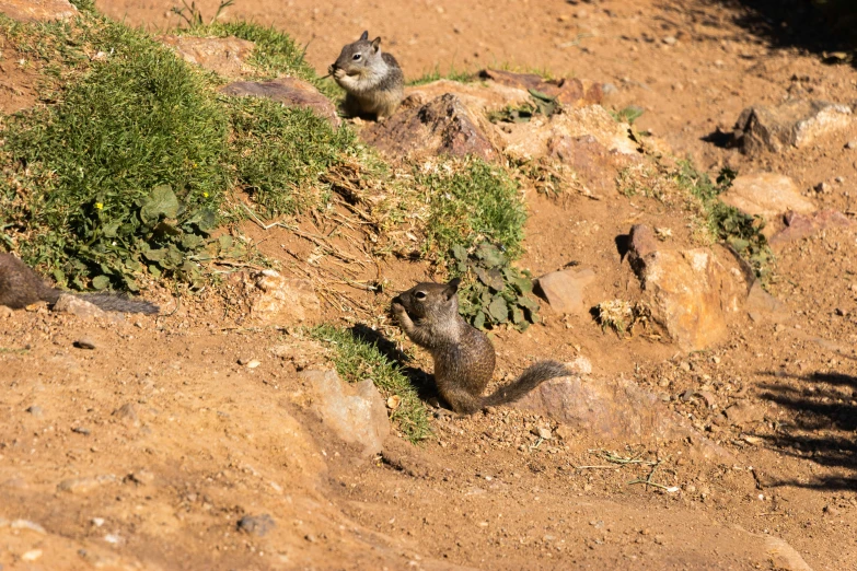 two gray and black animals sitting on top of a dirt hill
