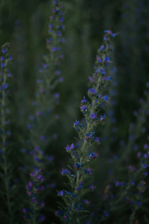 a couple of plants that are sitting in the grass