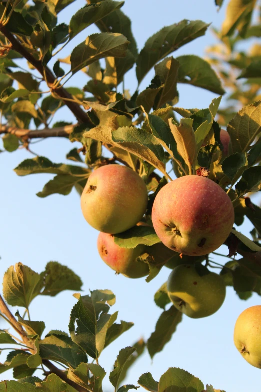 some apples are hanging from a tree in the sun