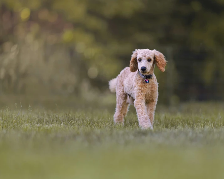 a small poodle is standing in a field