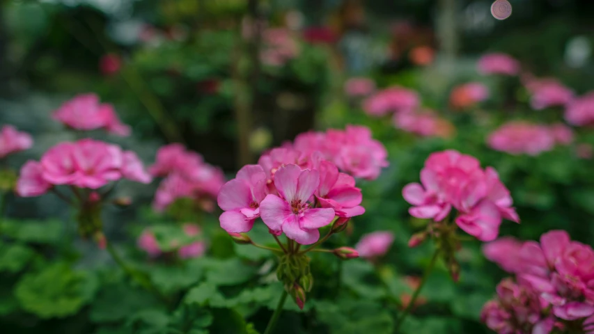 pink flowers bloom in bloom in an enclosed area