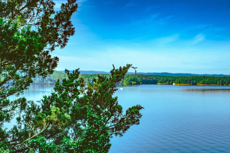 a body of water with lots of trees on top of it