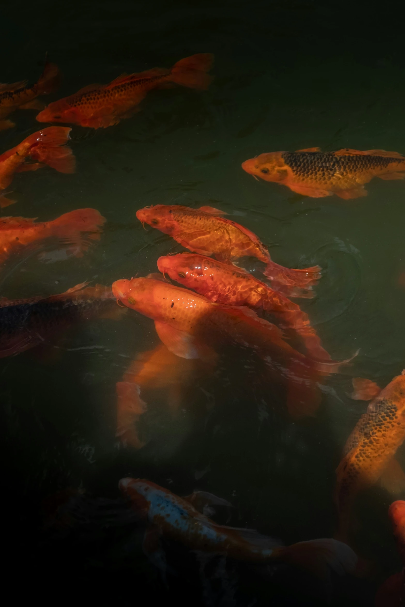 a bunch of fish swimming around in some water