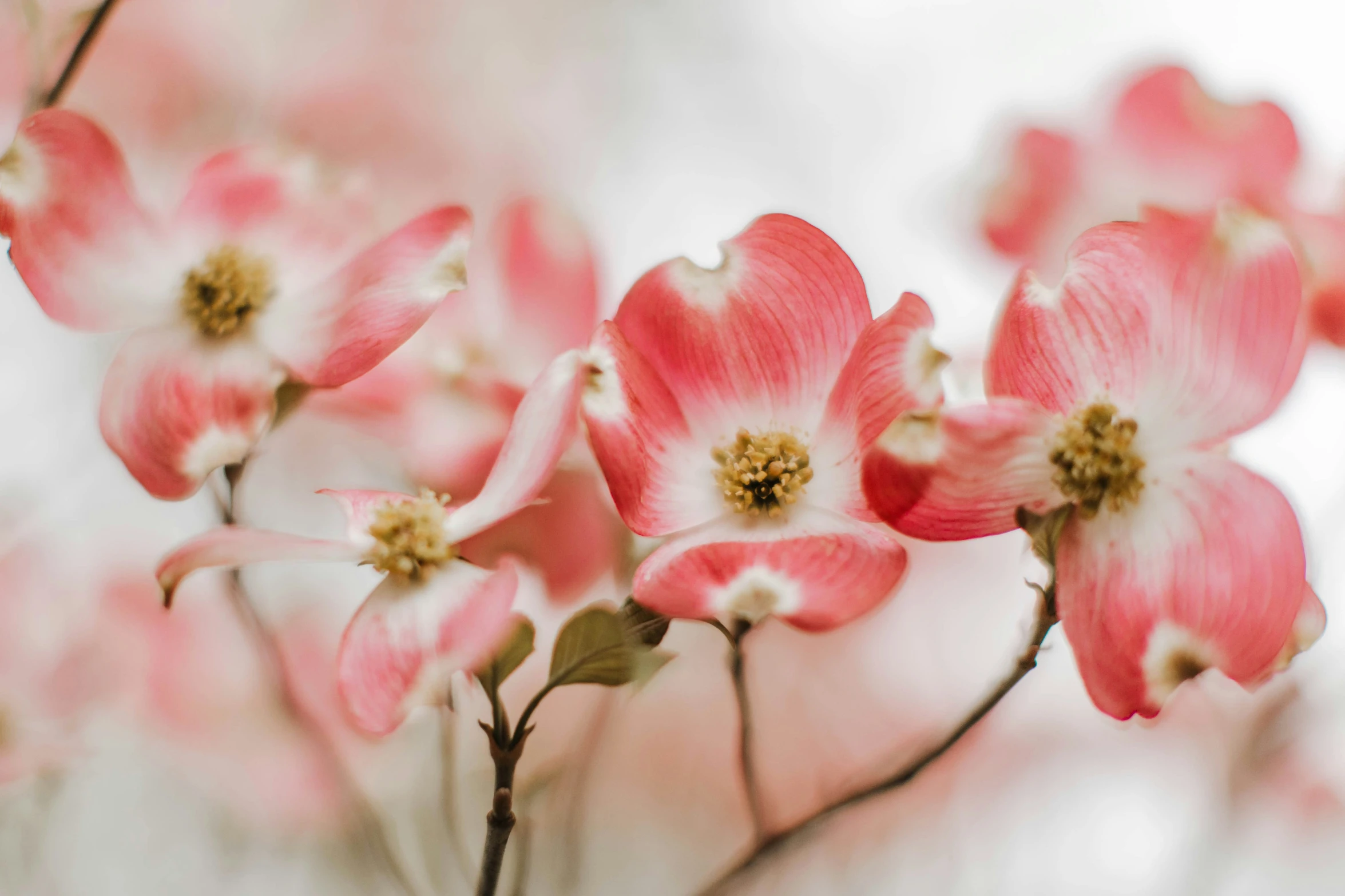 beautiful red flowers with white tips sit in a field