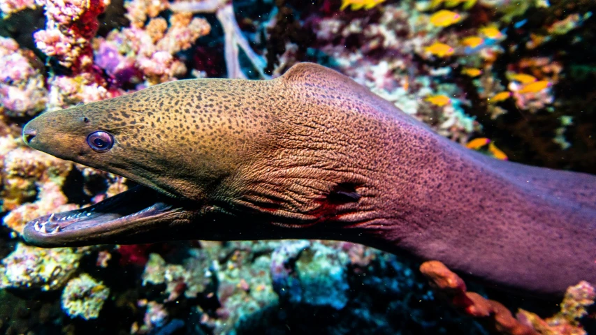 a large animal that is sticking out his tongue