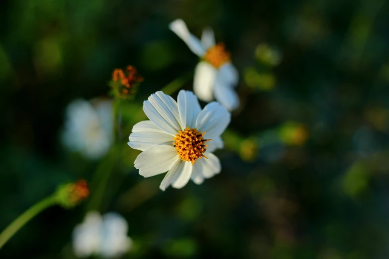 white flowers with an orange center are seen against some green stems