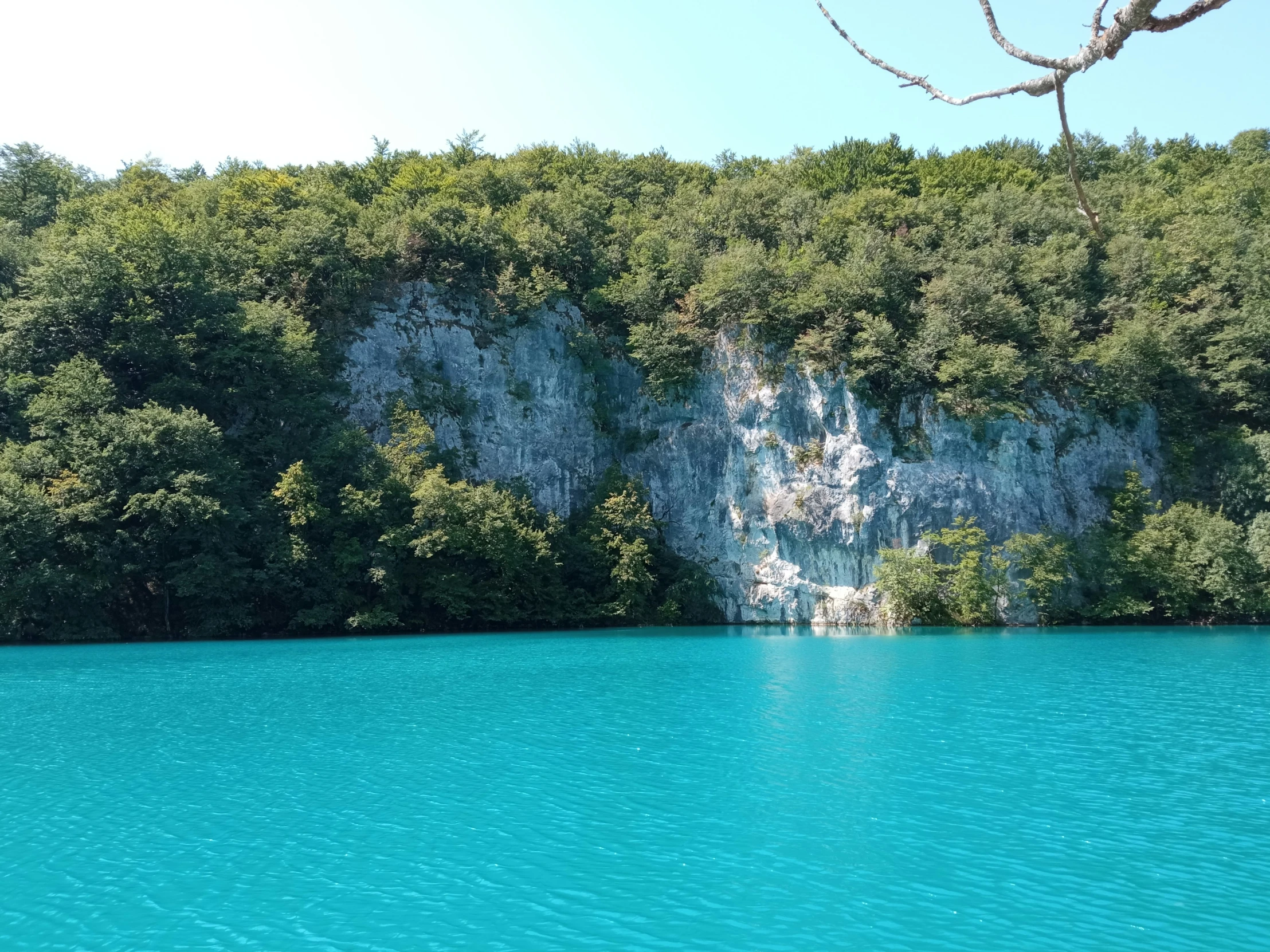 the blue water near a shore near the tree line