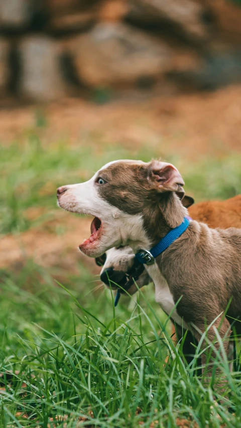 two dogs looking up at the sky one has it's mouth open