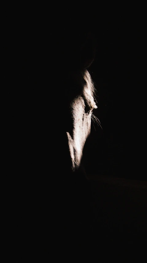 the profile of a cat in the dark