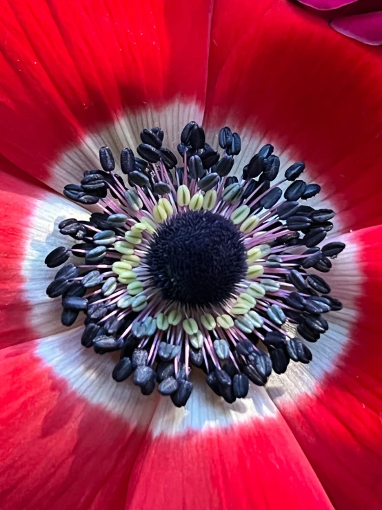 a close up image of a red flower with black seeds