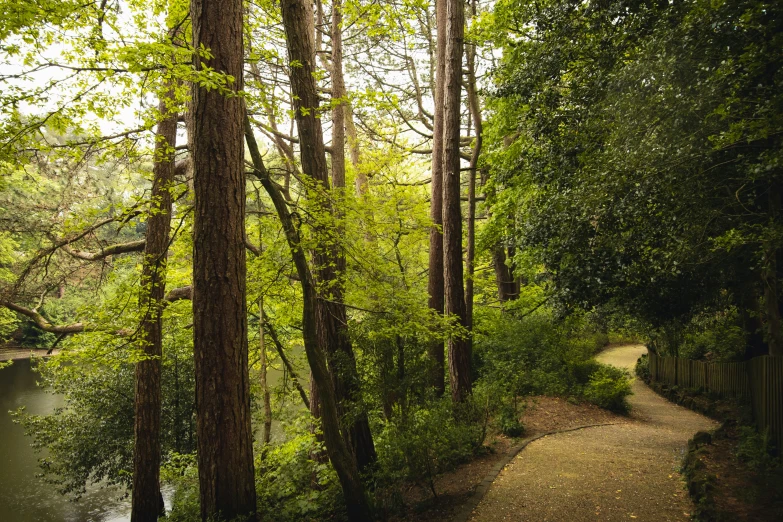 a path winds through a lush green forest