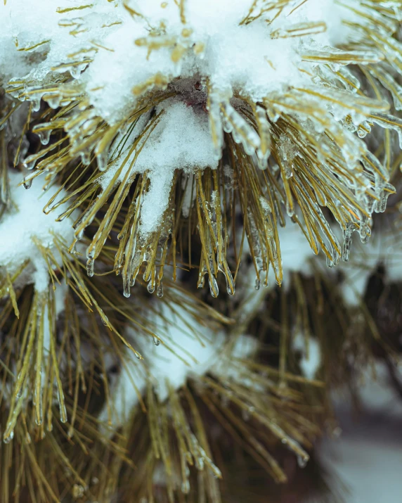 the pine tree has yellow needles in it