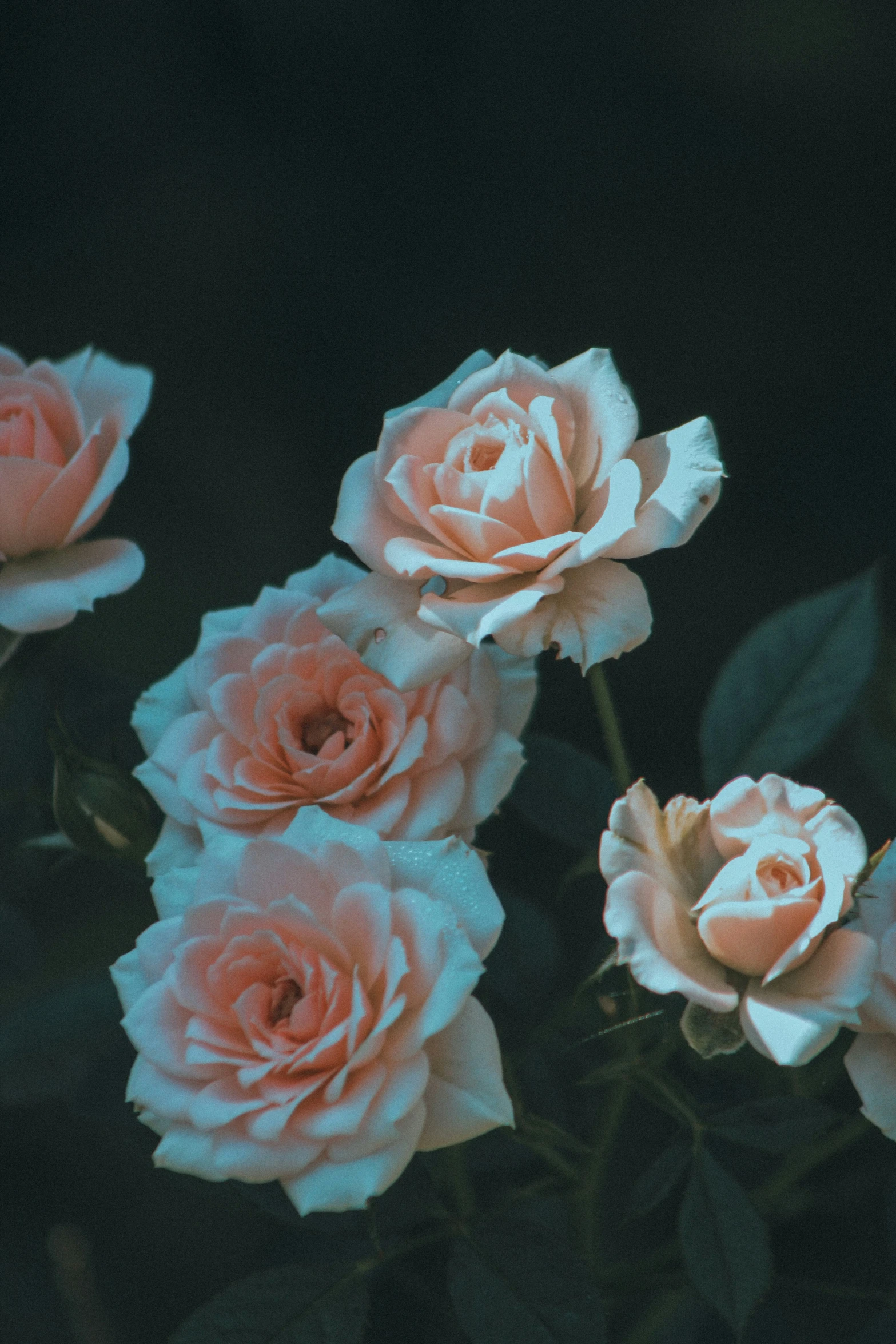 a group of white and peach roses with their stems extended