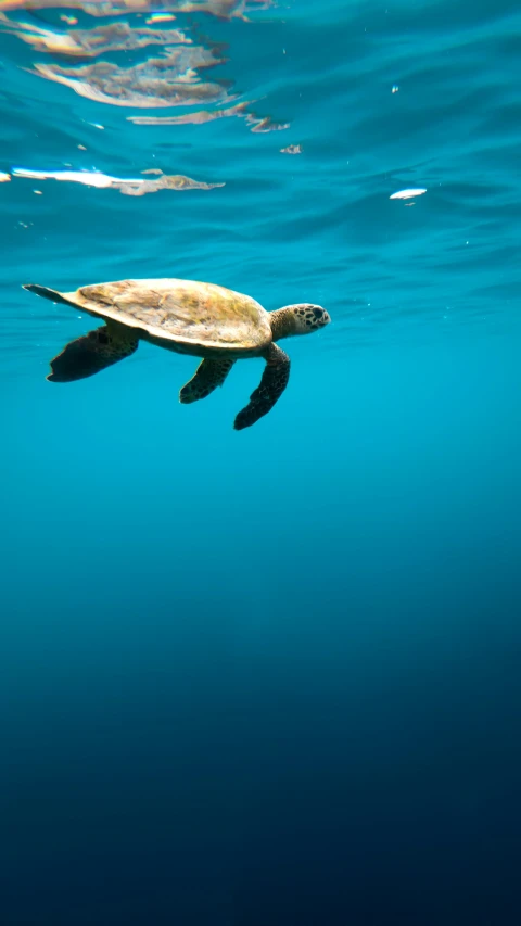 there is a turtle that is swimming in the ocean