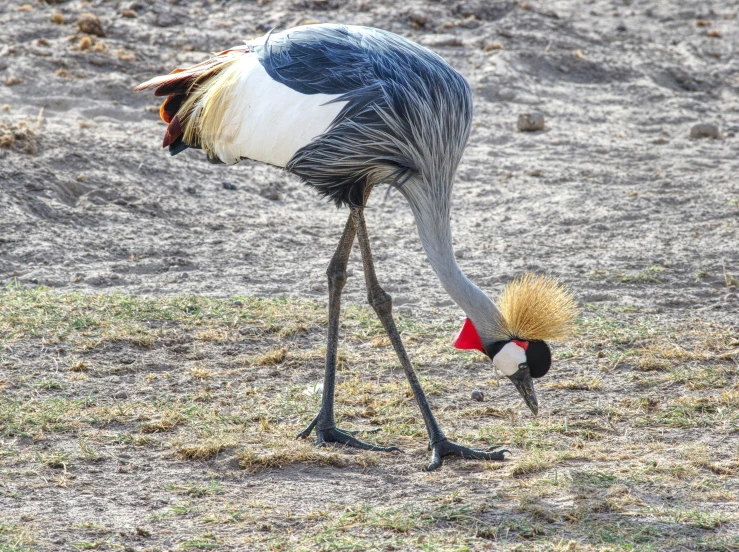 an emu walking along in the sand